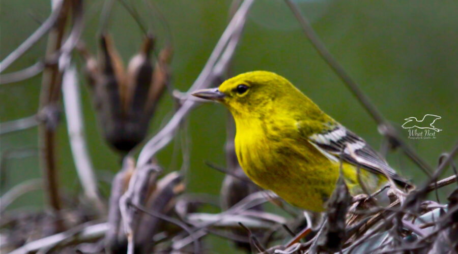 A brilliant yellow, male pine warbler perches in a bunch of old pipevines.