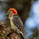 Today was All About the Colorful Red Bellied Woodpeckers