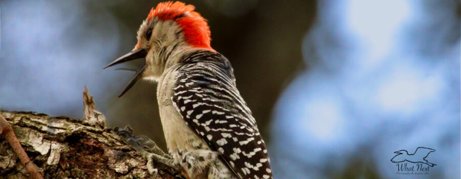 After a good meal, a red bellied woodpecker yawns before settling in for a short nap.