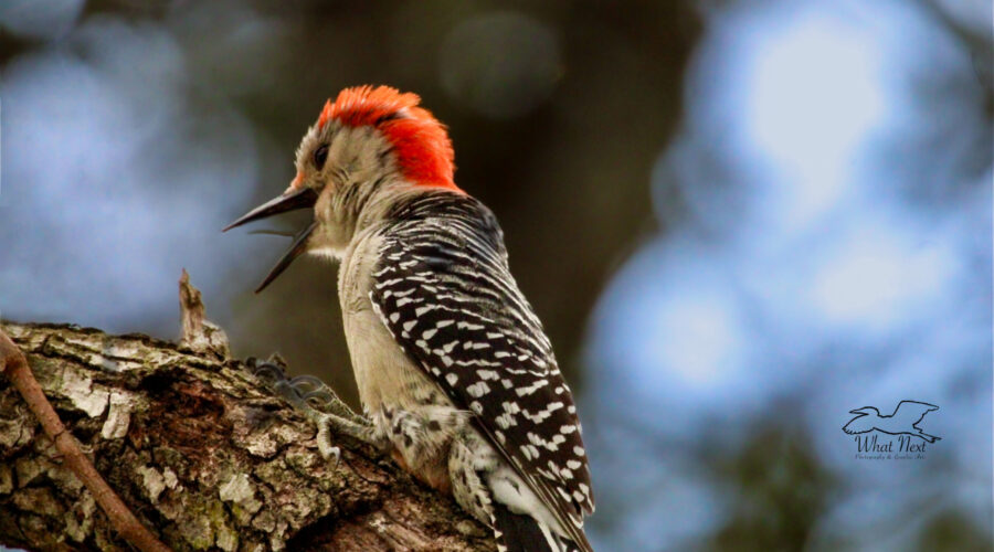 After a good meal, a red bellied woodpecker yawns before settling in for a short nap.