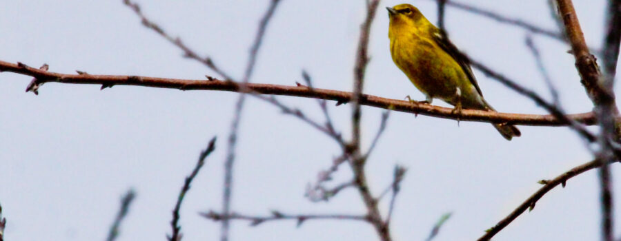 A beautiful, bright yellow pine warbler, a winter visitor, perches in a cherry tree that is just beginning to get its spring leaves.