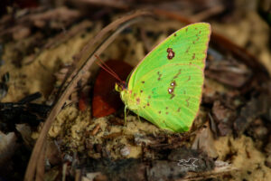 Cloudless sulfurs are one of the earliest spring butterflies.