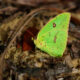 Colorful Cloudless Sulfurs are Often one of the First Butterflies