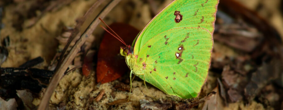 Cloudless sulfurs are one of the earliest spring butterflies.