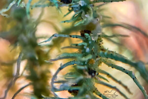 A strand of branching lichen with small pieces of sand stuck to it looks much different when photographed microscopically.