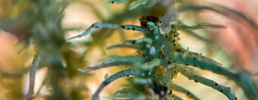 A strand of branching lichen with small pieces of sand stuck to it looks much different when photographed microscopically.