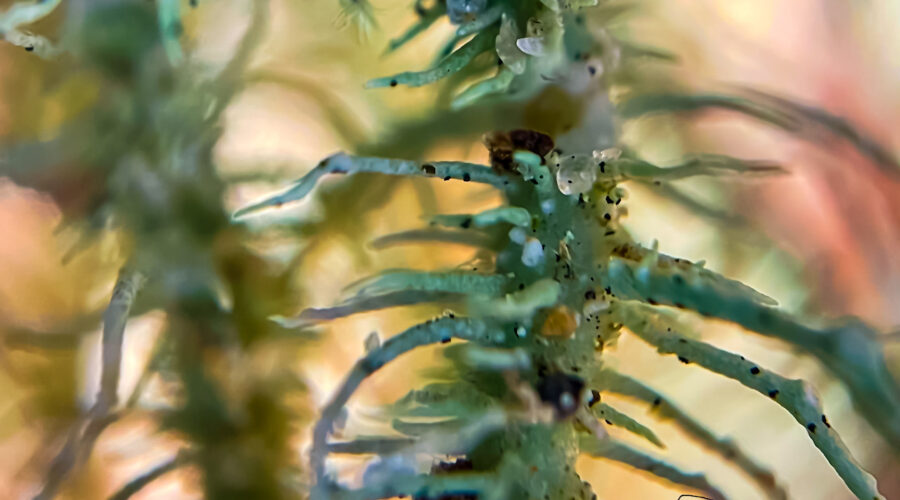 A strand of branching lichen with small pieces of sand stuck to it looks much different when photographed microscopically.