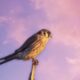 The American Kestrel is a Truly Beautiful Bird