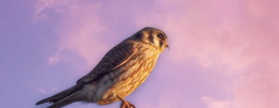 A female American kestrel stares across a field where it has been hunting.