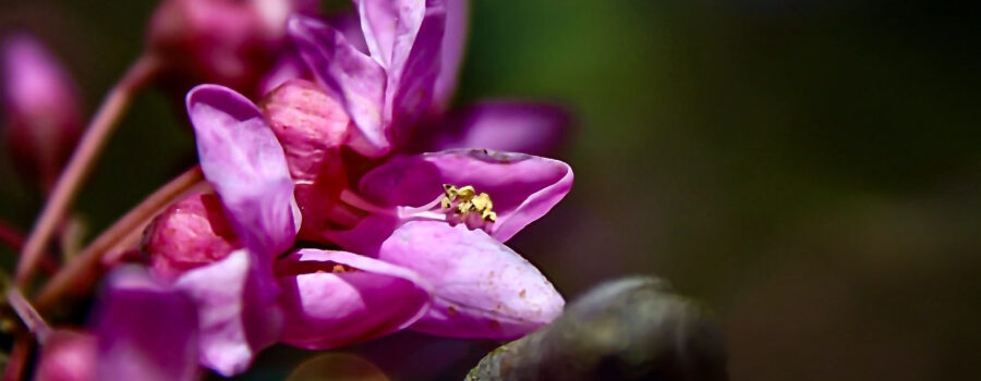 Redbuds are small pink flowers that grow directly from the tree branches even before leaves sprout.