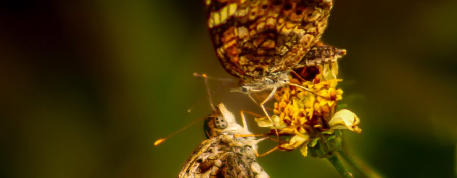 A pair of pearl crescent butterflies touch noses as part of a mating ritual.