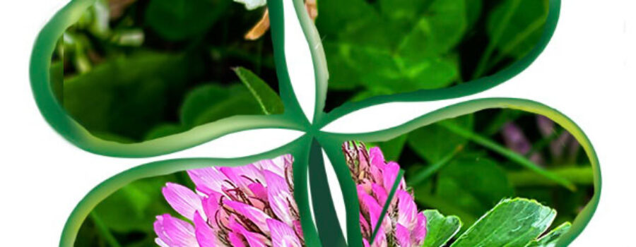 A pair of clover flowers, one white and one pink, adorn the leaves of a four leaf clover.