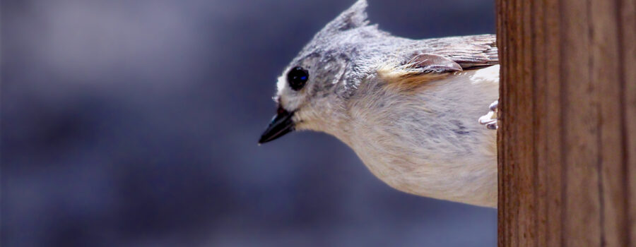 A tufted titmouse waits patiently for its turn to grab a bite to eat.