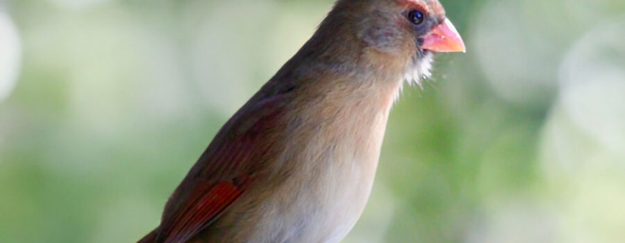 Momma cardinal is looking fat and healthy and ready to begin her breeding and hatching responsibilities.