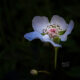 Colorful Wildflowers are Popping Up All Over Florida