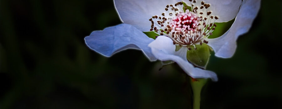 A dewberry flower and a dewberry bud are some of the first flowers of spring.