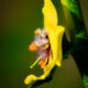 Colorful Wildflowers are Springing Up Everywhere