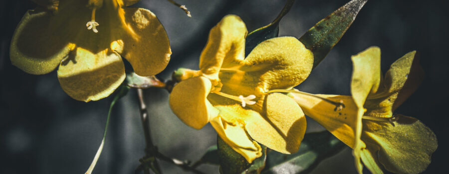 Brilliantly yellow, Carolina jessamine is one of the first flowers to show up each spring.