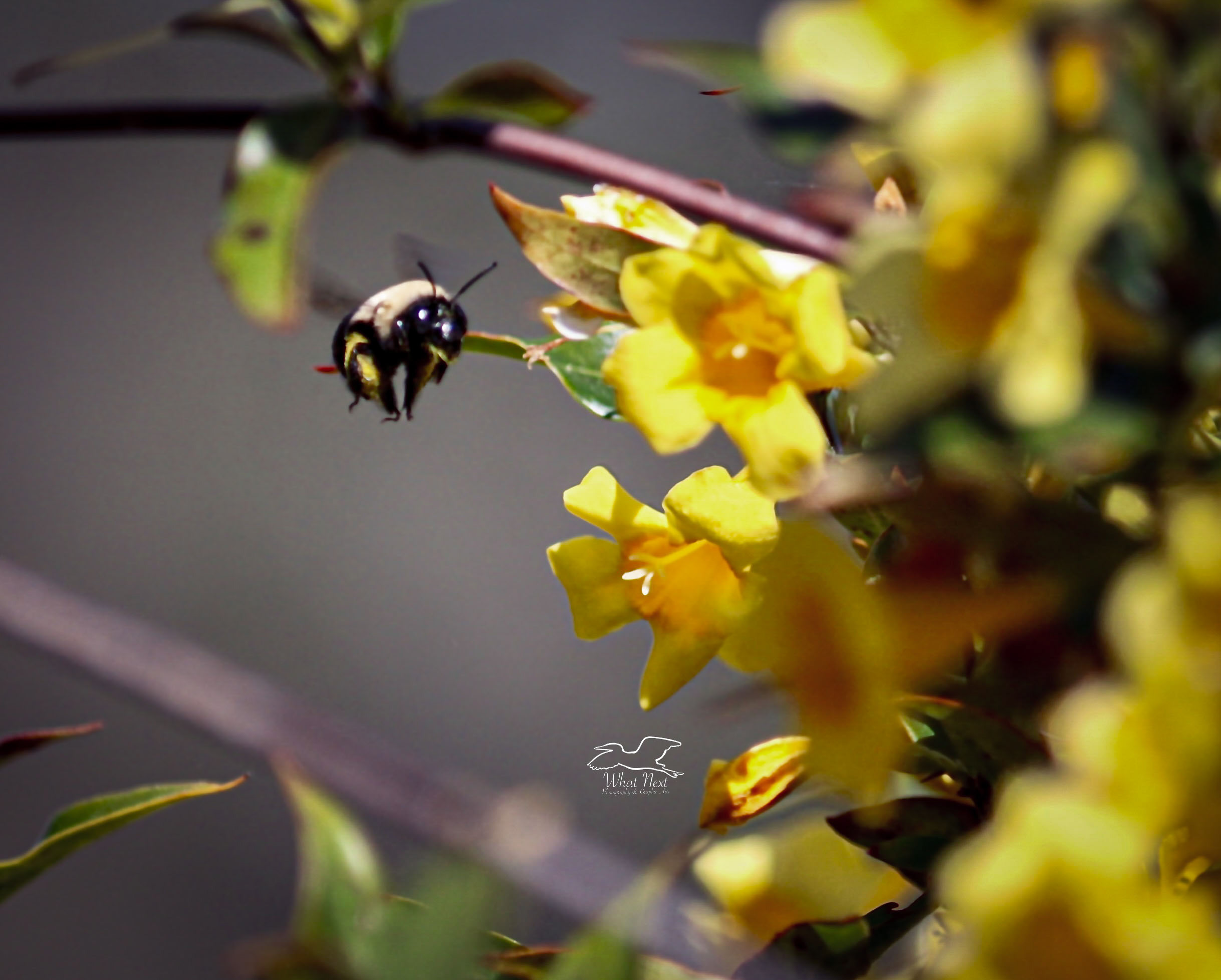 Spring Flowers Bring Beautiful Wasps and Bees – What Next Photography ...