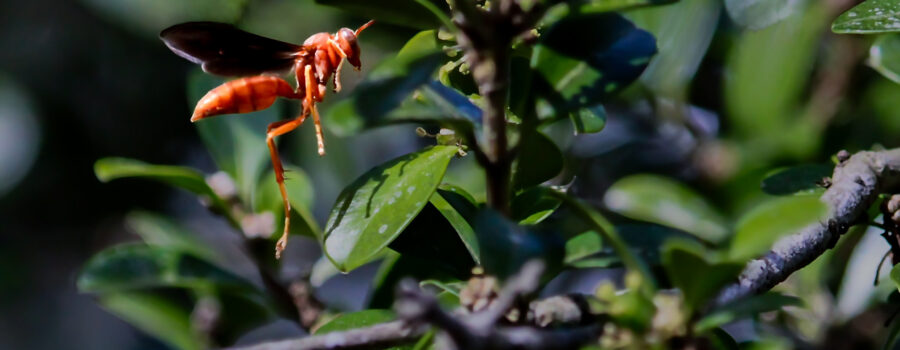 A large wasp flies from flower to flower on a freshly blooming boxwood bush.