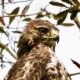 Red Tailed Hawks are Very Special Birds to Me