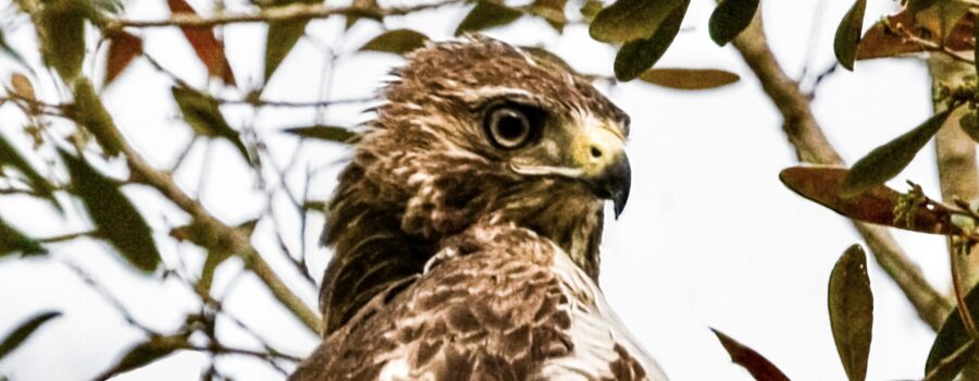 Red Tailed Hawks are Very Special Birds to Me