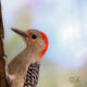 The Red Bellied Woodpeckers are Beautiful in Profile