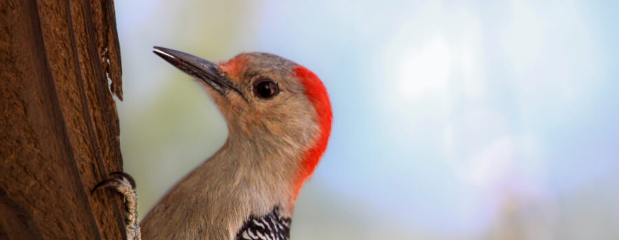 A female red bellied woodpecker, nicknamed Woodrine, takes a short break from searching for insects in an old tree.