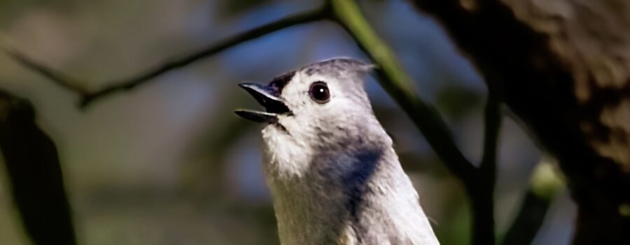 A tufted titmouse sings his melodious song to help to mark his nesting territory.