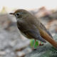 A Cute Little Hermit Thrush is a Welcome Spring Visitor