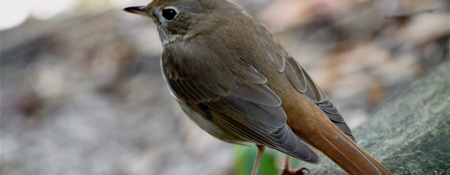 A hermit thrush sits posed perfectly on an algae covered log.