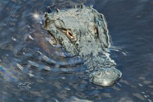 An American alligator glides through the water nearly silently and with little effort.