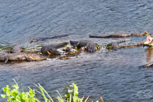 A panoramic photo shows a large group of American alligators bask on a small bit of exposed land in a creek.