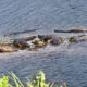 American Alligators Love to Bask in the Sun