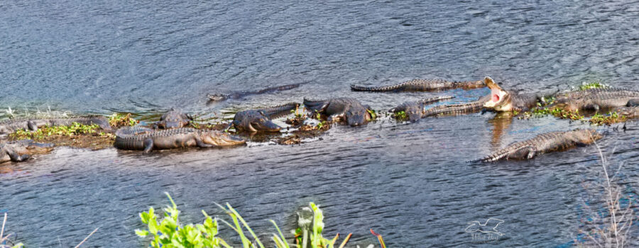 A panoramic photo shows a large group of American alligators bask on a small bit of exposed land in a creek.