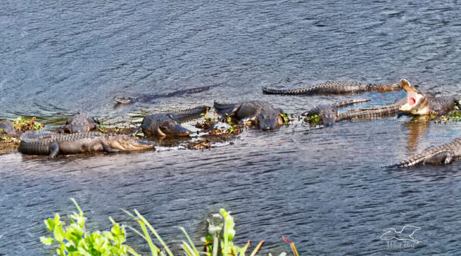 A panoramic photo shows a large group of American alligators bask on a small bit of exposed land in a creek.