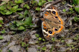 The common buckeye is so called due to its many eye-like wing spots.