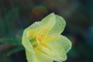 A cutleaf evening primrose flower is covered in morning dew making it glow in the morning sun.