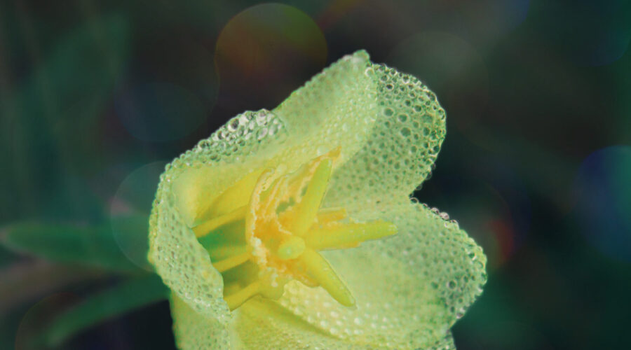 A cutleaf evening primrose flower is covered in morning dew making it glow in the morning sun.