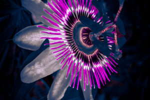 An artistic photo of a blue passion fruit flowers glows with bright colors.