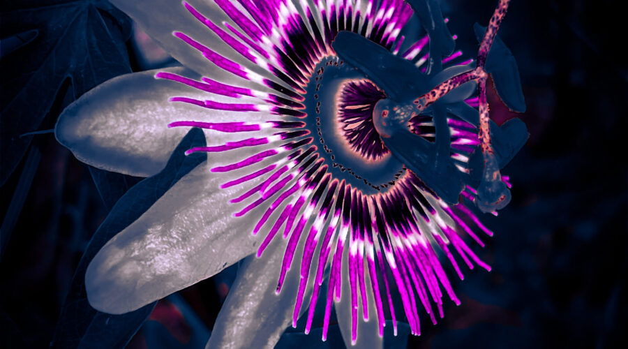 An artistic photo of a blue passion fruit flowers glows with bright colors.