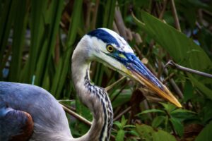 A great blue heron takes a moment from fishing to pose for a portrait.