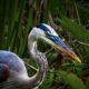 Great Blue Herons in Breeding Plumage are a Beautiful Sight