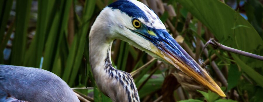 A great blue heron takes a moment from fishing to pose for a portrait.