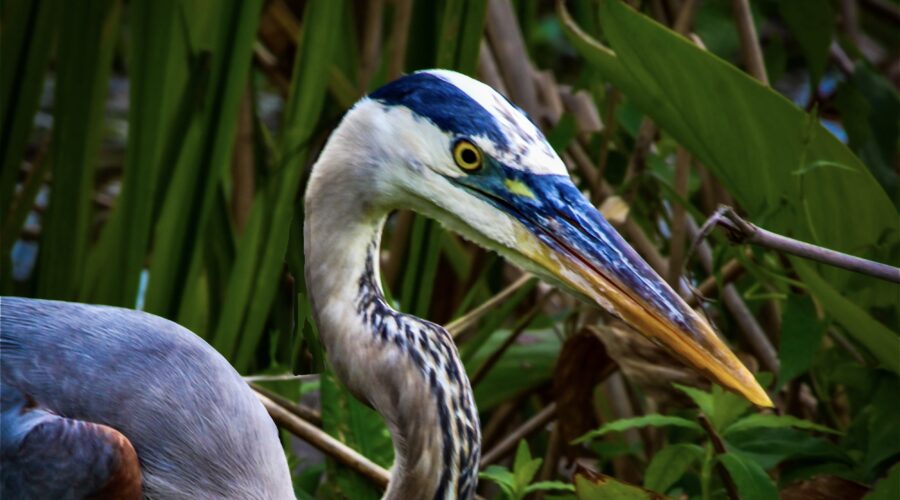 A great blue heron takes a moment from fishing to pose for a portrait.
