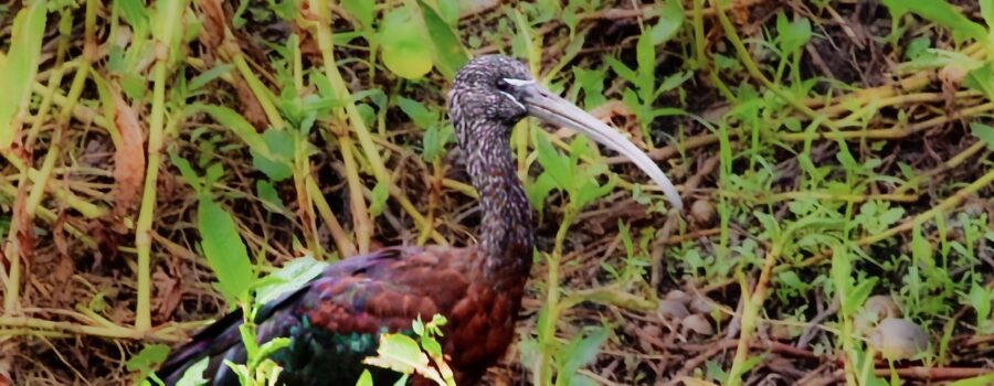 The glossy ibis is a colorful wading bird that lives in fresh water marshes.