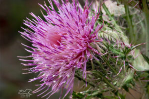 Purple thistles are covered in spikes, stickers, quills, and all manner of other prickly things.