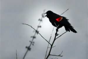 A male red winged blackbird is perched on a twig in the misty marsh singing to mark his territory.