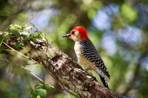 A male red bellied woodpecker makes his way up a dead branch as he goes higher and higher in the tree.