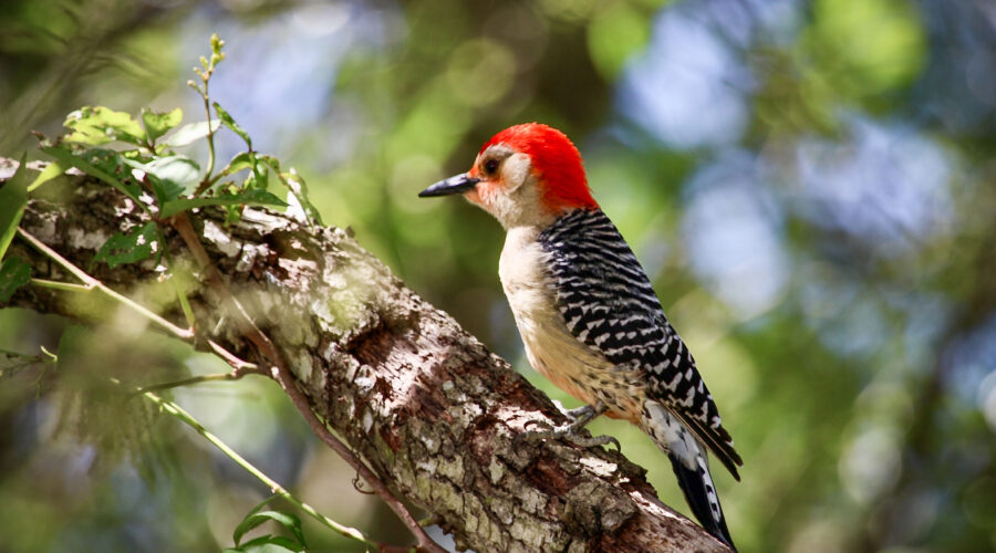 A male red bellied woodpecker makes his way up a dead branch as he goes higher and higher in the tree.